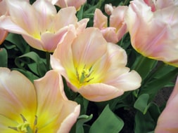 Keukenhof (1)